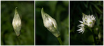 Ramsons triptych - Colin Lamb