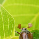 Cockchafer among walnut leaves - Colin Lamb