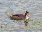 Great crested grebe - Colin Lamb