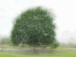 Tree in the round - Colin Lamb