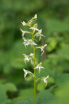 Greater butterfly orchid - Colin Lamb
