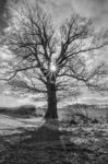 Maureen Tyrrell - Tree and Sunburst