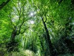 Nick Hardwick - Tree Canopy