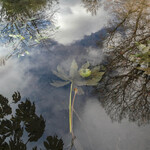 reflections or not Mig