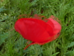 P1060004