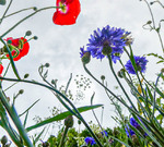 poppies-