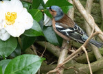finch feeding-1030037