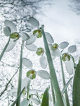 From the ground up - snowdrops