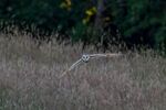 Lindsey Smith - Barn Owl out hunting.