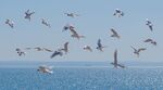 Martyn Pearse - Gulls