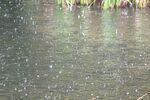Meriel Flux - It's raining