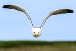Andrew Dayer - Skokholm Angry Gull