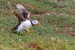 Andrew Dayer - Skokholm Puffin Take Off