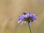 Colin Lamb - Busy scabious