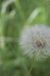 Maureen Tyrrell - Dandelion
