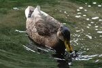 Meriel Flux - Ducky