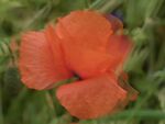 Miggy Wild - Poppy in motion
