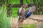 Nicky Westwood - Mallard drying its wings, Adderbury
