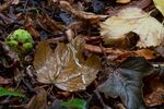 Colin Lamb - Conker season's almost here