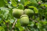 Lindsey Smith - Acorns