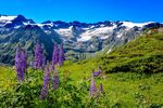 Nicky Westwood - Summer flowers follow snowy mountains, Furenalp