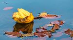 Andrew Dayer - Lake Leaves