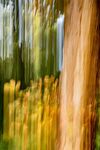 Andrew Dayer - Woodland Autumn ICM