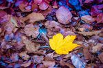 Andrew Dayer - Yellow on blue
