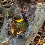 Colin Lamb - Autumn is approaching