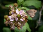 Colin Lamb - Blackberry season soon