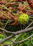 Martyn Pearse - Conker time