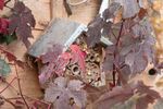 Meriel - Flux - bug hotel & vine