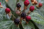 Meriel Flux - blackberrys