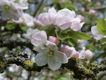 Miggy Wild - Apple Blossom