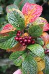 Miggy Wild - berries
