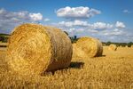 Nicky Westwood - Early harvest at St Mary's Farm, Adderbury