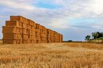 Nicky Westwood-Summer growth to winter feed, Newbottle (4)