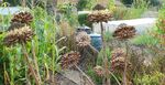 Paul Honigmann - Seed Heads
