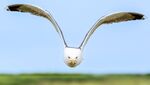 Andrew Dayer - Angry Gull