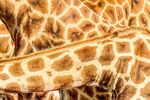 Andrew Dayer - Giraffescape