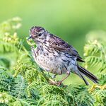 Andrew Dayer - Meadow Pipit