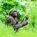 Andrew Dayer - Western Lowland Gorilla