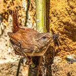 Andrew Dayer - Wren