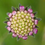 Colin Lamb - Field Scabious Buds