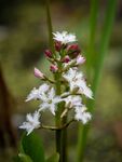 Colin Lamb - Bogbean