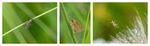 Colin Lamb - Insect Tripych