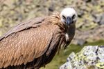 Jim Muller - Griffon Vulture, Spanish Pyrenees