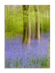 John Cavana - Colours of Spring