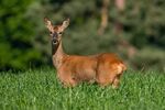 Lindsey Smith - Early morning Roe Deer doe