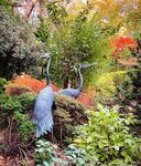 Maureen Robinson - Crane Frame